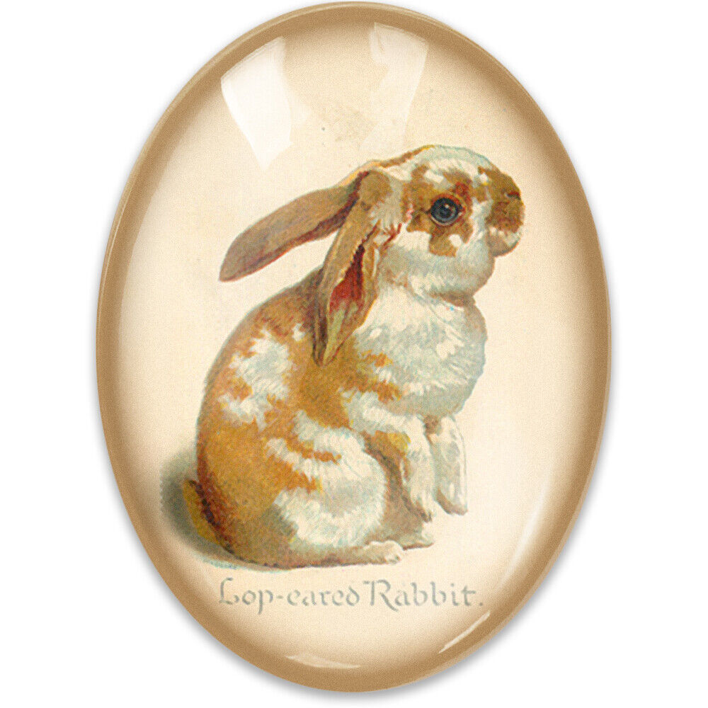 Victorian Lop Eared Rabbit Illustration Glass Cameo Cabochon Vintage