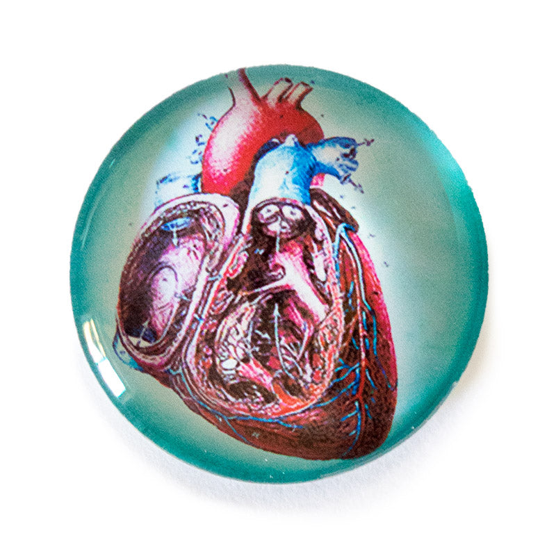 Anatomical Heart Slice Illustration Round Glass Cameo Cabochon