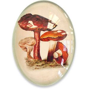 Brown Vintage Mushrooms Illustration Cameo Cabochon