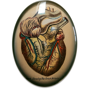 Anatomical Heart Vintage Illustration Glass Cameo Cabochon
