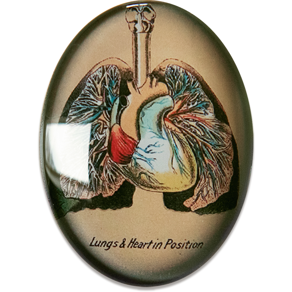 Anatomical Vintage Lungs Glass Cameo Cabochon