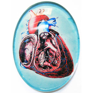 Anatomical Heart Illustration Glass Cameo Cabochon