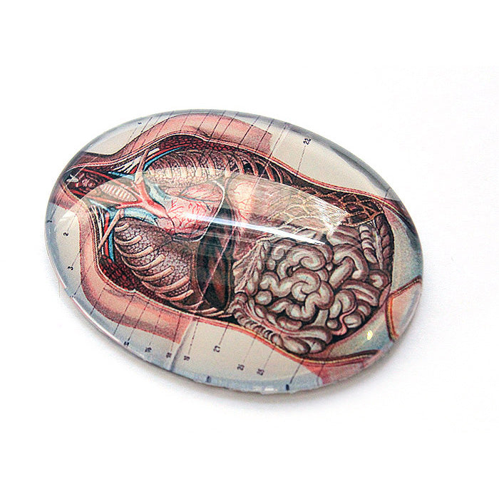 Anatomical Torso Illustration Glass Cameo Cabochon