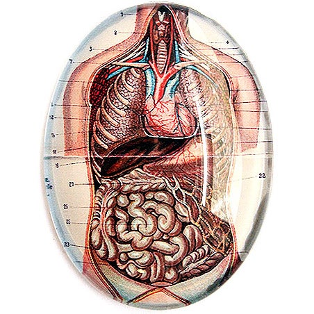 Anatomical Torso Illustration Glass Cameo Cabochon