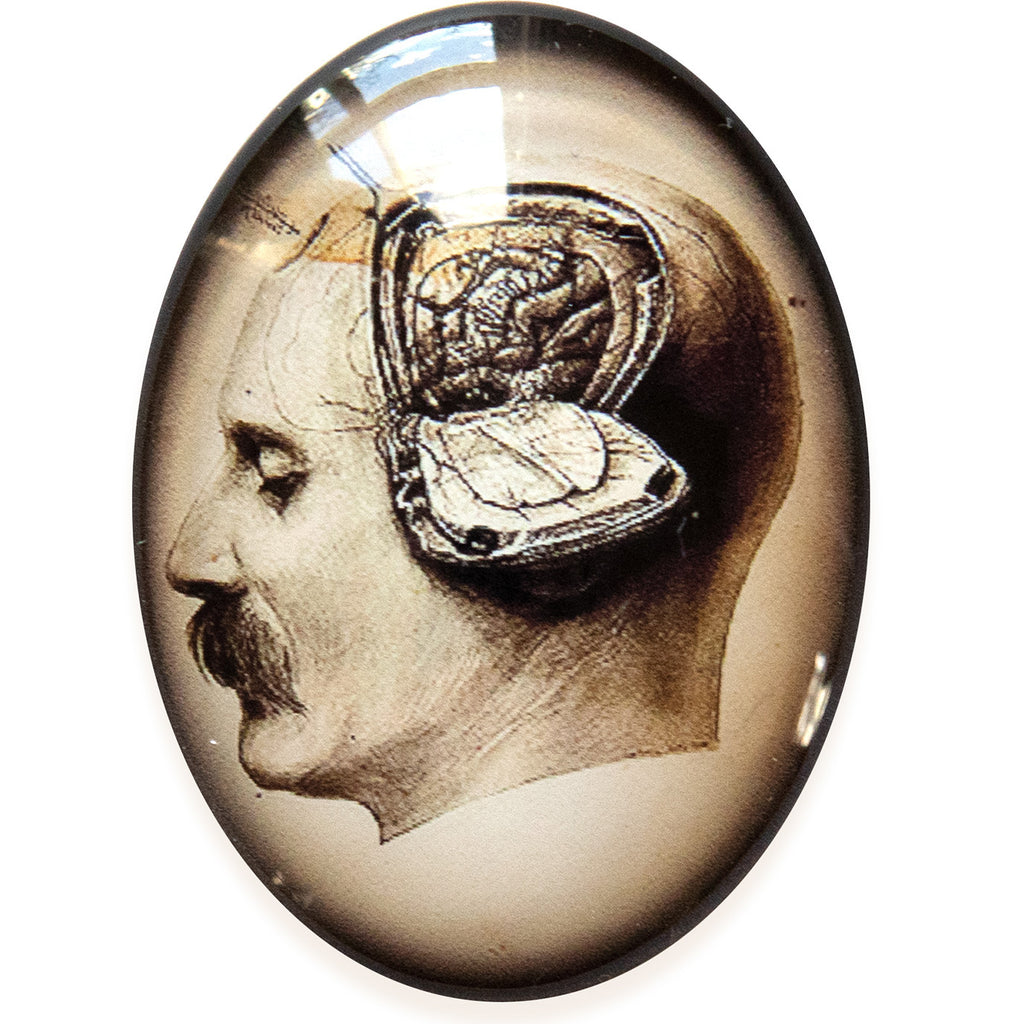 Anatomical Brain Slice Glass Cameo Cabochon