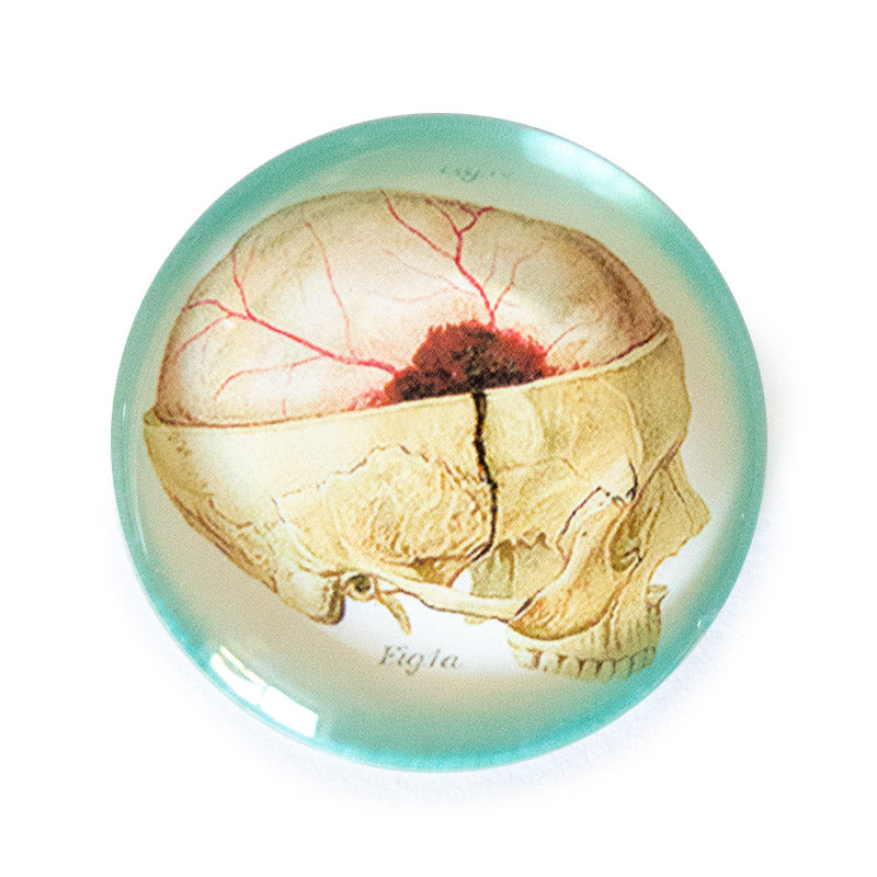 Anatomical Brain Slice Skull Illustration Round Glass Cameo Cabochon