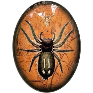 Sepia Spider Vintage Illustration Cameo Cabochon