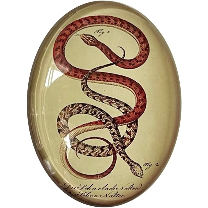 Vintage Sepia Snake Illustration Cameo Cabochon