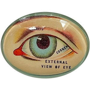 Anatomical Vintage Eye Glass Cameo Cabochon