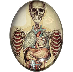 Anatomical Skeleton Torso Illustration Glass Cameo Cabochon