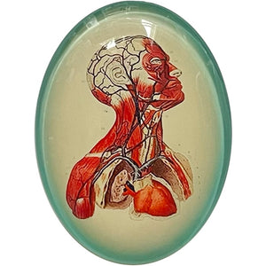 Anatomical Vintage Illustration Glass Cameo Cabochon