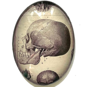Anatomical Skull Illustration Glass Cameo Cabochon