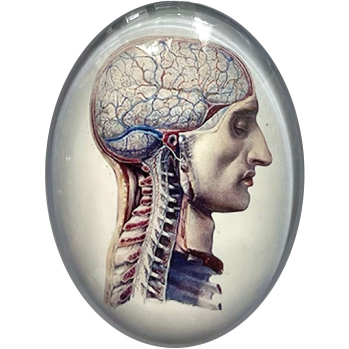 Anatomical Head Illustration Glass Cameo Cabochon