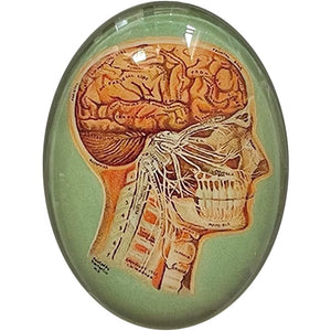 Anatomical Head Vintage Illustration Glass Cameo Cabochon