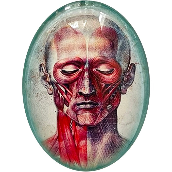 Anatomical Head Collage Illustration Glass Cameo Cabochon