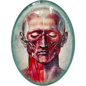 Anatomical Head Collage Illustration Glass Cameo Cabochon