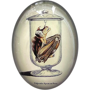 Bat Specimen in Jar Illustration Glass Cameo Cabochon