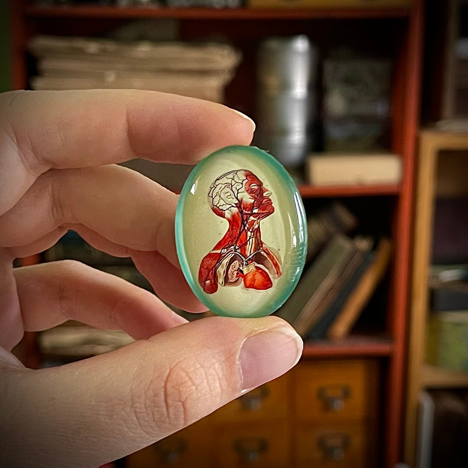 Anatomical Vintage Illustration Glass Cameo Cabochon